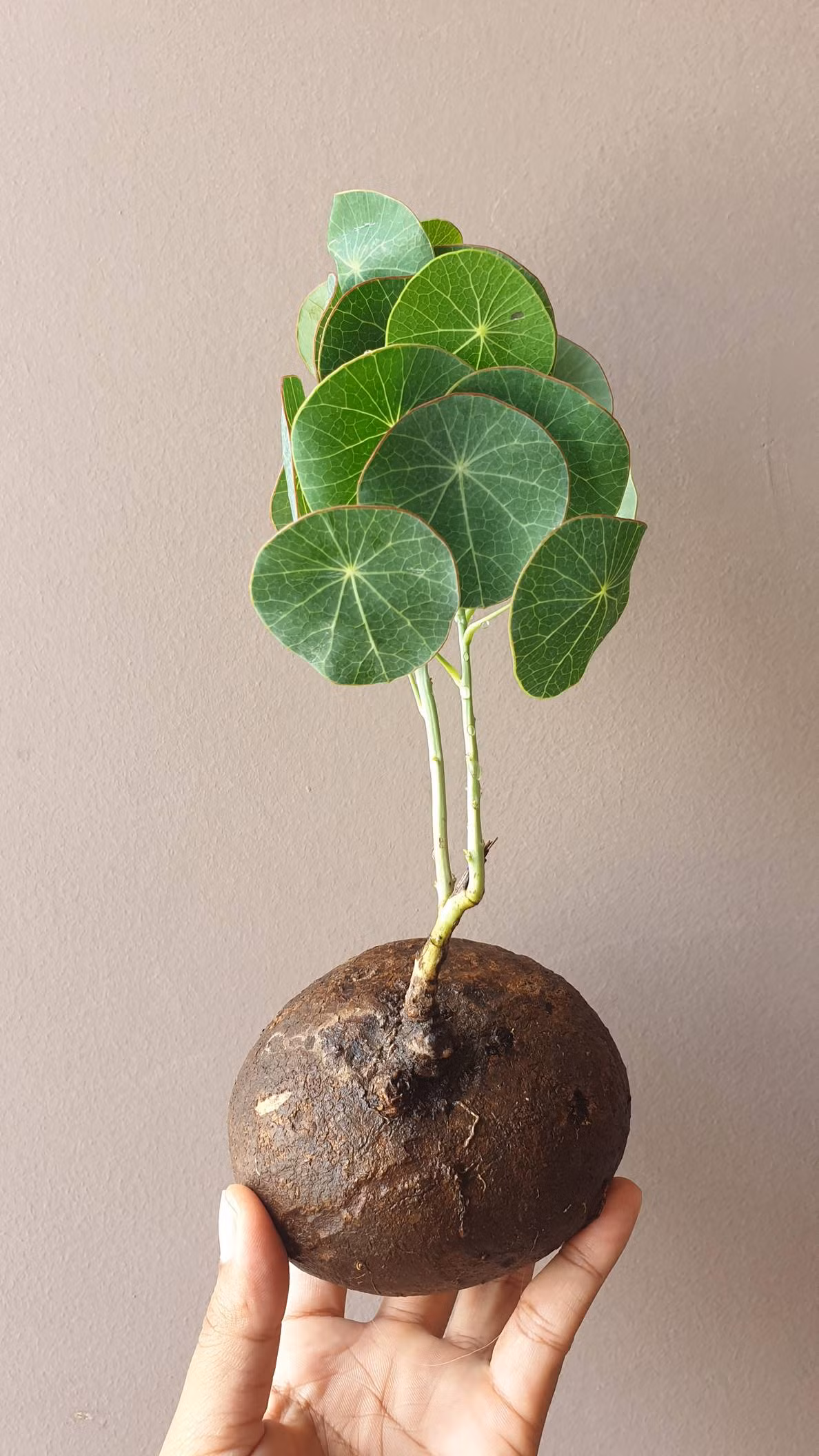 6 loai cay leo vua de trong vua tao cam giac mat me-Hinh-5