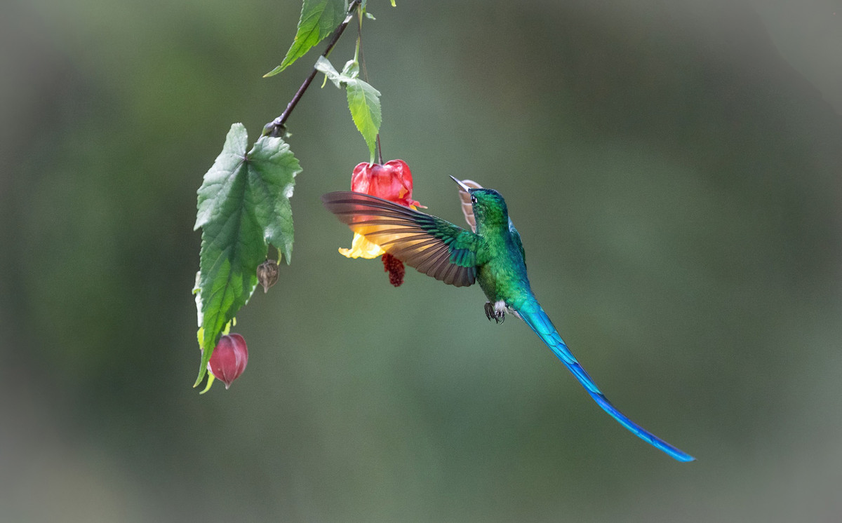 Quy co sinh 3 ngay Am lich nay dieu da, may man-Hinh-3