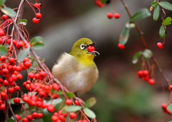 Quy co sinh 3 ngay Am lich nay dieu da, may man-Hinh-2