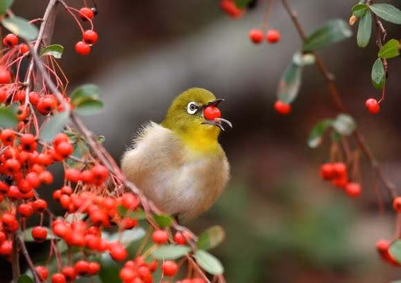 Quy co sinh 3 ngay Am lich nay dieu da, may man-Hinh-2