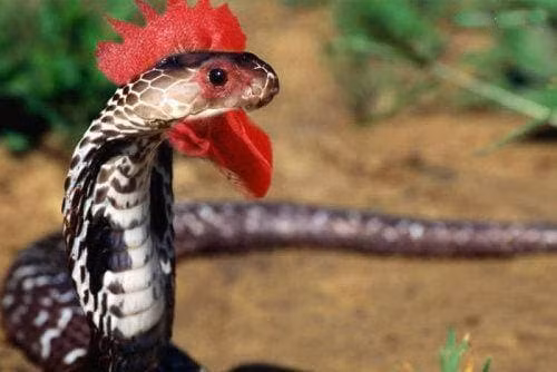 Sinh vat bi an tren trai dat ma con nguoi chua tung tiep xuc?-Hinh-2