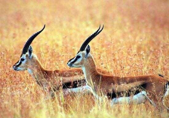 Sinh vat bi an tren trai dat ma con nguoi chua tung tiep xuc?