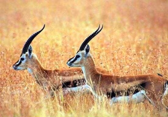 Sinh vat bi an tren trai dat ma con nguoi chua tung tiep xuc?