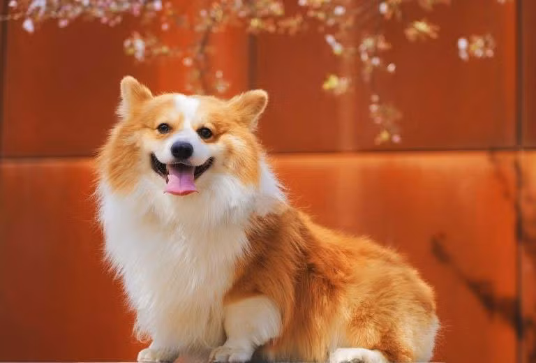 br/> Trong nhiều trường hợp, họ cũng cố chấp và bướng bỉnh, thà đương đầu với rủi ro còn hơn nghe lời khuyên của người khác, nhưng thường thì mọi thứ sau đó đều chứng tỏ lựa chọn của họ là đúng.