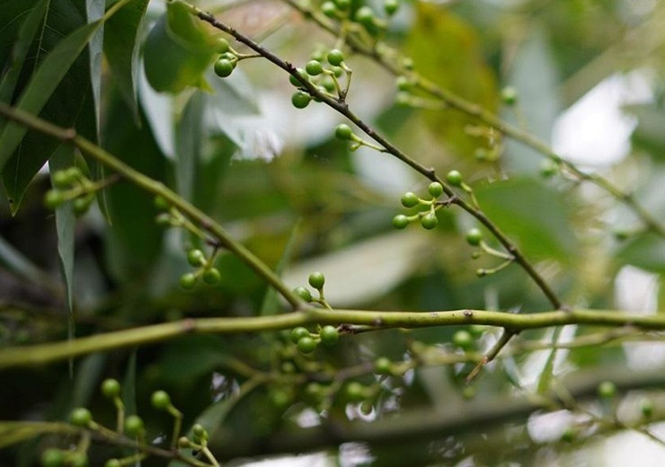 Loai qua dai giong hat tieu truoc khong ai ngo nay ban 300.000d/kg-Hinh-2