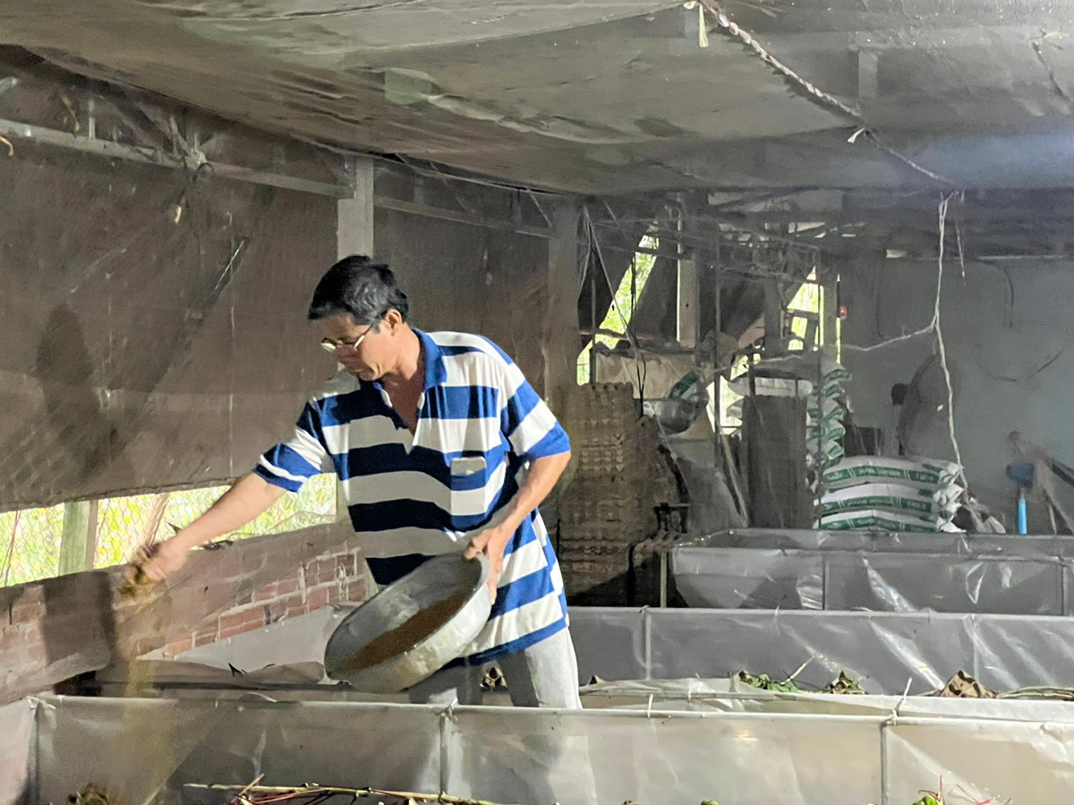 Nuôi dế thương phẩm, ông nông dân Tây Ninh thu nhập 70 triệu/tháng Nuoi de thuong pham, ong nong dan Tay Ninh thu nhap 70 trieu/thang