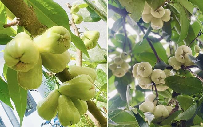 Bi quyet cai tao san thuong 20m2 de trong rau chi voi 5 trieu-Hinh-8