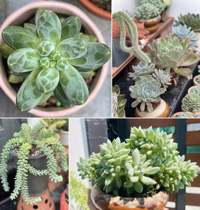 Bi quyet cai tao san thuong 20m2 de trong rau chi voi 5 trieu-Hinh-14