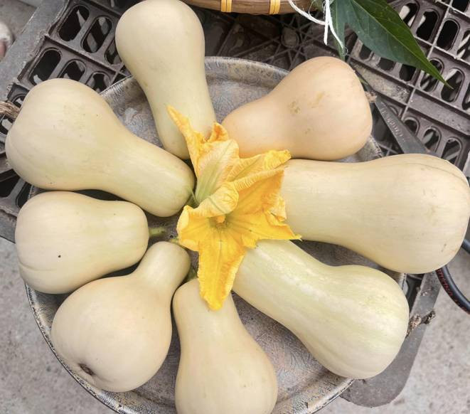 Bi quyet cai tao san thuong 20m2 de trong rau chi voi 5 trieu-Hinh-10