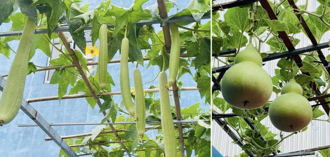 Bi quyet cai tao san thuong 20m2 de trong rau chi voi 5 trieu-Hinh-7