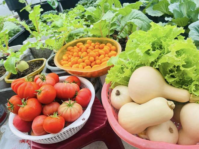 Bi quyet cai tao san thuong 20m2 de trong rau chi voi 5 trieu-Hinh-9