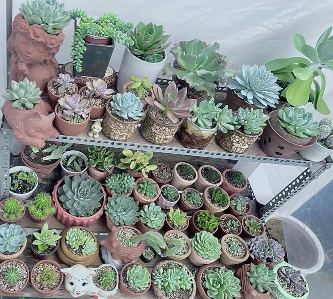 Bi quyet cai tao san thuong 20m2 de trong rau chi voi 5 trieu-Hinh-13