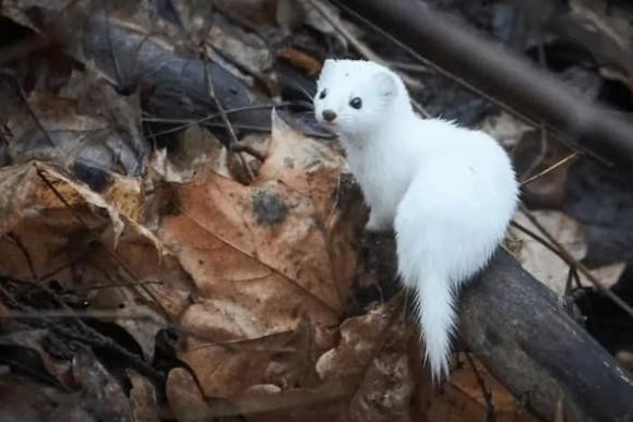 'Quai vat an nao' chua day 20cm an thit 3.000 con chuot moi nam?-Hinh-3