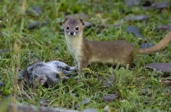 'Quai vat an nao' chua day 20cm an thit 3.000 con chuot moi nam?-Hinh-2