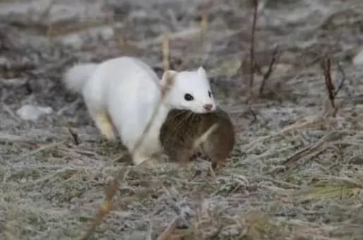 'Quai vat an nao' chua day 20cm an thit 3.000 con chuot moi nam?-Hinh-4