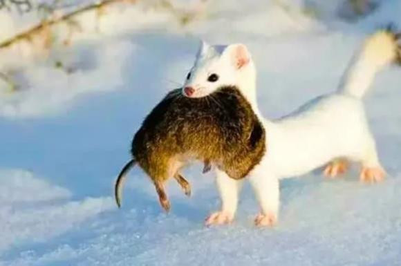 'Quai vat an nao' chua day 20cm an thit 3.000 con chuot moi nam?