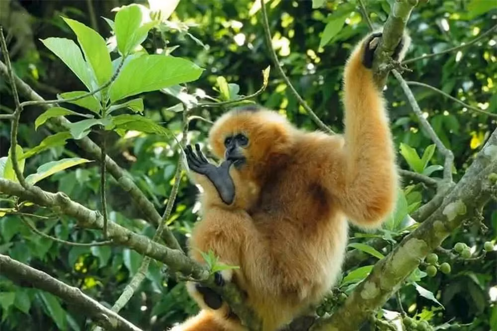 Vườn quốc gia Việt Nam 5 năm liên tiếp lọt top hàng đầu châu Á - Hình 2 Vuon quoc gia Viet Nam 5 nam lien tiep lot top hang dau chau A-Hinh-2