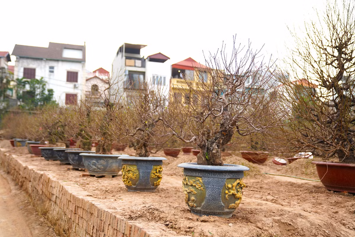 Để phục vụ nhu cầu chơi hoa của nhiều người, gia đình ông Hiện đã đầu tư mua về những chậu có mẫu mã đa dạng để trồng đào.