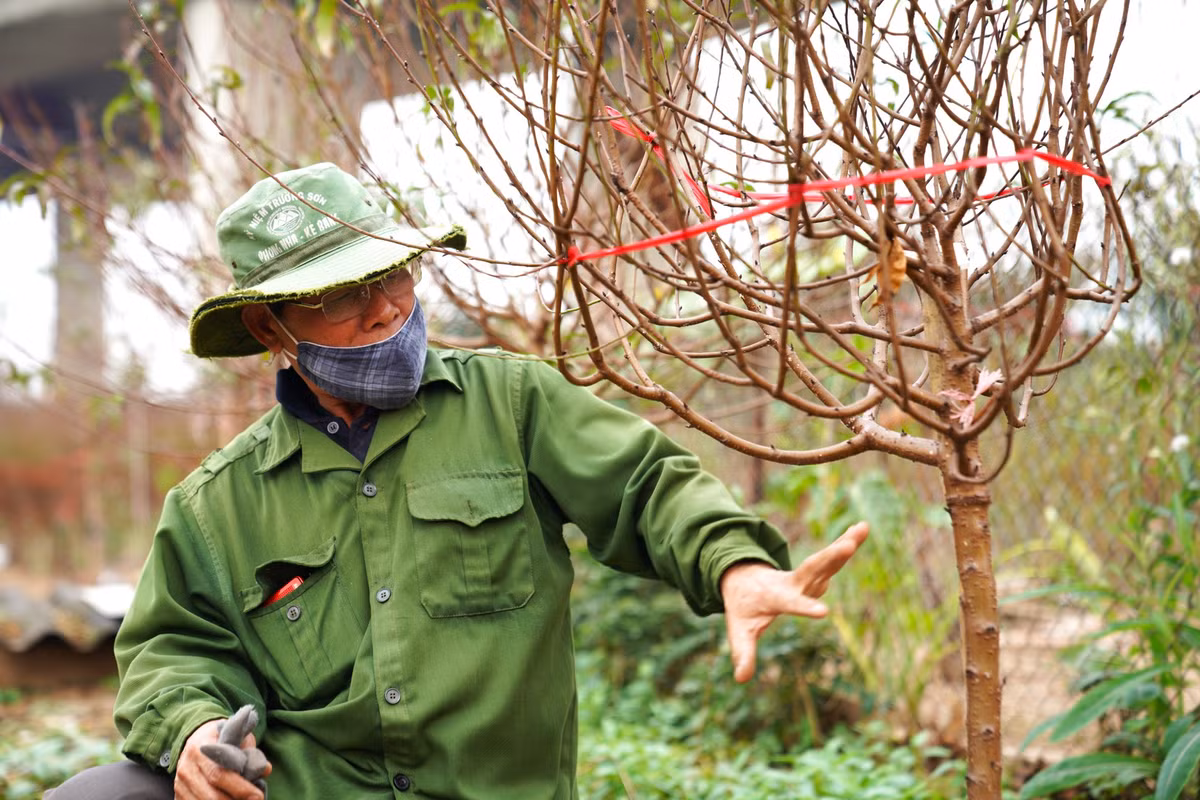 Ông Hiện đã gắn bó với nghề trồng đào được hơn 40 năm cho biết những năm trước bằng giờ những nhà vườn đều đã hoàn thành xong việc khoanh gốc đào để tuốt lá. Tuy nhiên do thời tiết năm nay rét muộn, trời ấm hơn năm trước nên các công đoạn này được lùi lại để tránh cho việc hoa nở quá sớm.