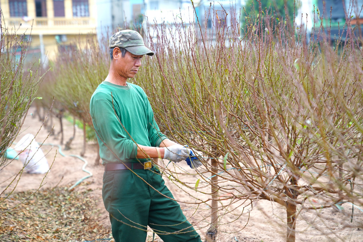 Người trồng đào cho biết đây là thời điểm rất quan trọng cho việc chăm sóc đào. Mỗi gia đình hầu như có mặt ở vườn cả ngày, khi tưới nước, lúc tuốt lá... Đặc biệt là phải tập trung theo dõi thời tiết. Chỉ mong thời tiết cuối năm thuận lợi hơn, đừng quá ấm nếu không hoa đào sẽ nở trước Tết.
