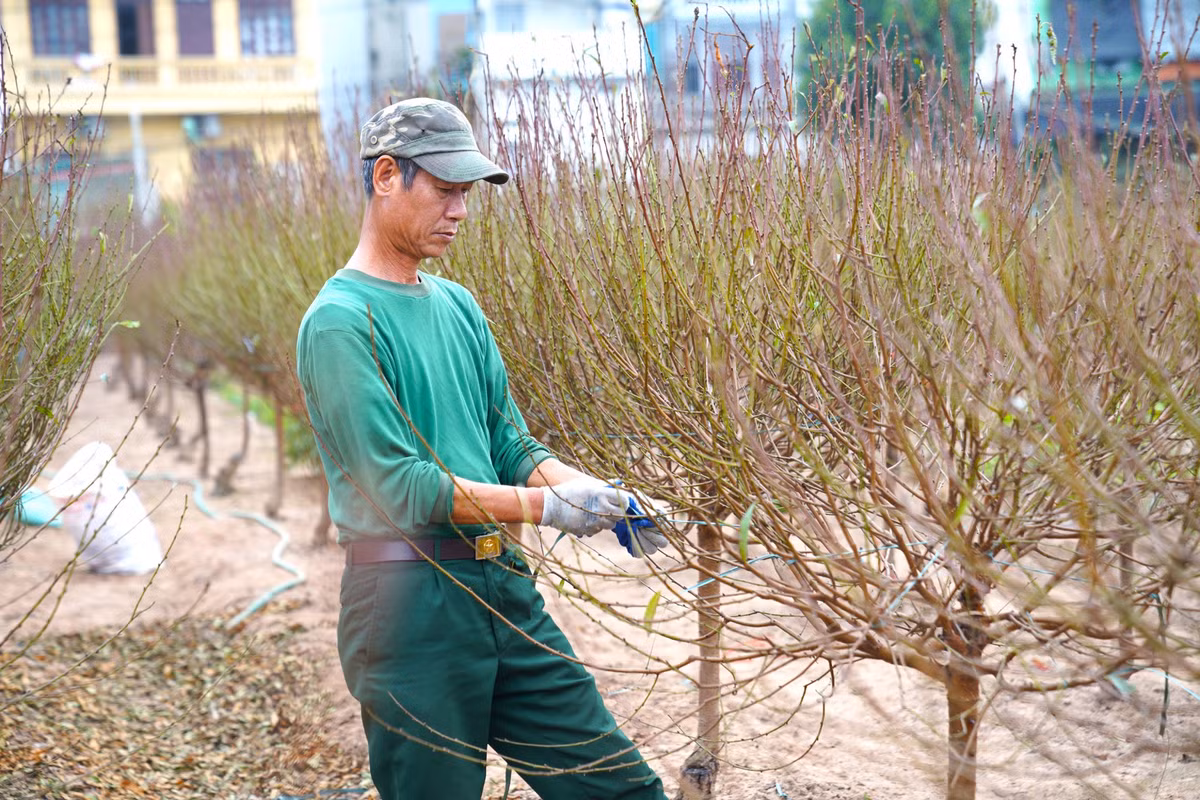 Người trồng đào cho biết đây là thời điểm rất quan trọng cho việc chăm sóc đào. Mỗi gia đình hầu như có mặt ở vườn cả ngày, khi tưới nước, lúc tuốt lá... Đặc biệt là phải tập trung theo dõi thời tiết. Chỉ mong thời tiết cuối năm thuận lợi hơn, đừng quá ấm nếu không hoa đào sẽ nở trước Tết.