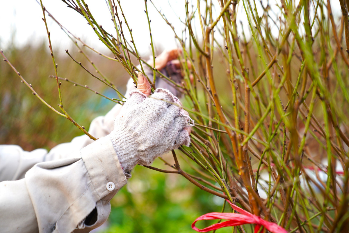Năm nay gia đình bà Nghị có đến hơn 300 gốc đào, dự thu về khoảng 500 triệu.