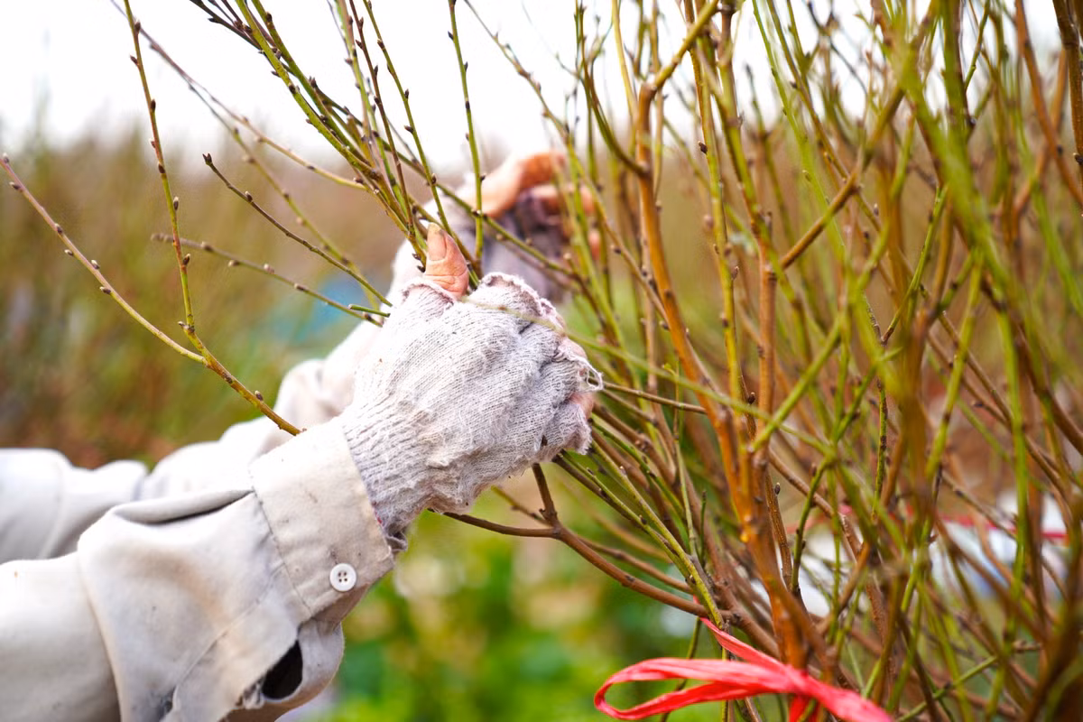 Năm nay gia đình bà Nghị có đến hơn 300 gốc đào, dự thu về khoảng 500 triệu.