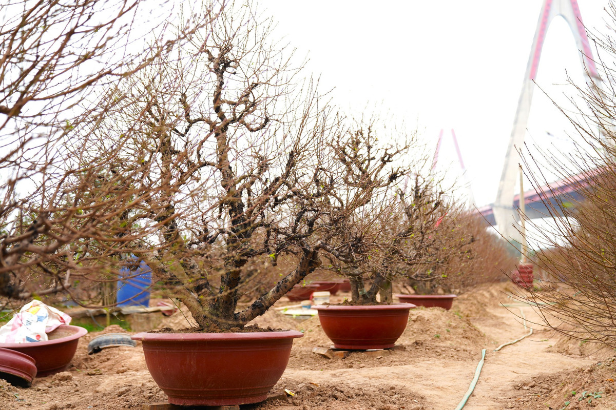 Thời điểm hiện tại, các nhà vườn trồng đào Nhật Tân đang tất bật, hối hả chăm sóc cây, hoàn thành các công đoạn cuối để kịp phục vụ người dân đón Tết Giáp Thìn 2024.