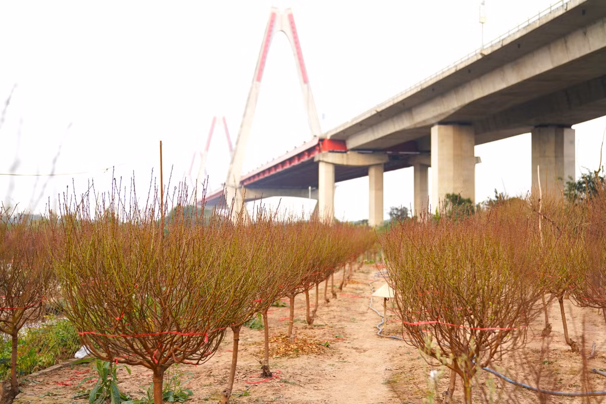 Hiện nay, ngoài việc bán cành đào, gốc đào, các chủ vườn cho biết cũng có dịch vụ cho thuê đào chơi Tết nếu người dân có nhu cầu.