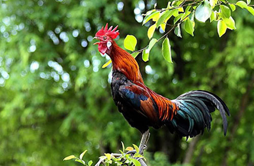 Loại thứ tư: nửa đêm gà gáy. Vì gà trống rất nhạy cảm với sự thay đổi của ánh sáng, là loài động vật hoạt động ban ngày và về đêm, chỉ khi mặt trời ló dạng vào buổi sáng, chất melatonin trong não của nó mới bị ức chế, quá trình tiết hormone nam sẽ tăng lên và nó bắt đầu hoạt động.