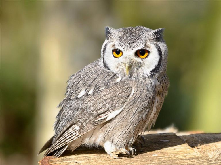 Mặc dù cú là loài động vật được bảo vệ, nhưng nó lại mang tiếng xấu trong dân gian, người xưa cho rằng nó là loài chim xui xẻo, người ta đặt biệt danh là "Chim săn linh hồn", "Chim đưa tang", "Xe ma",...