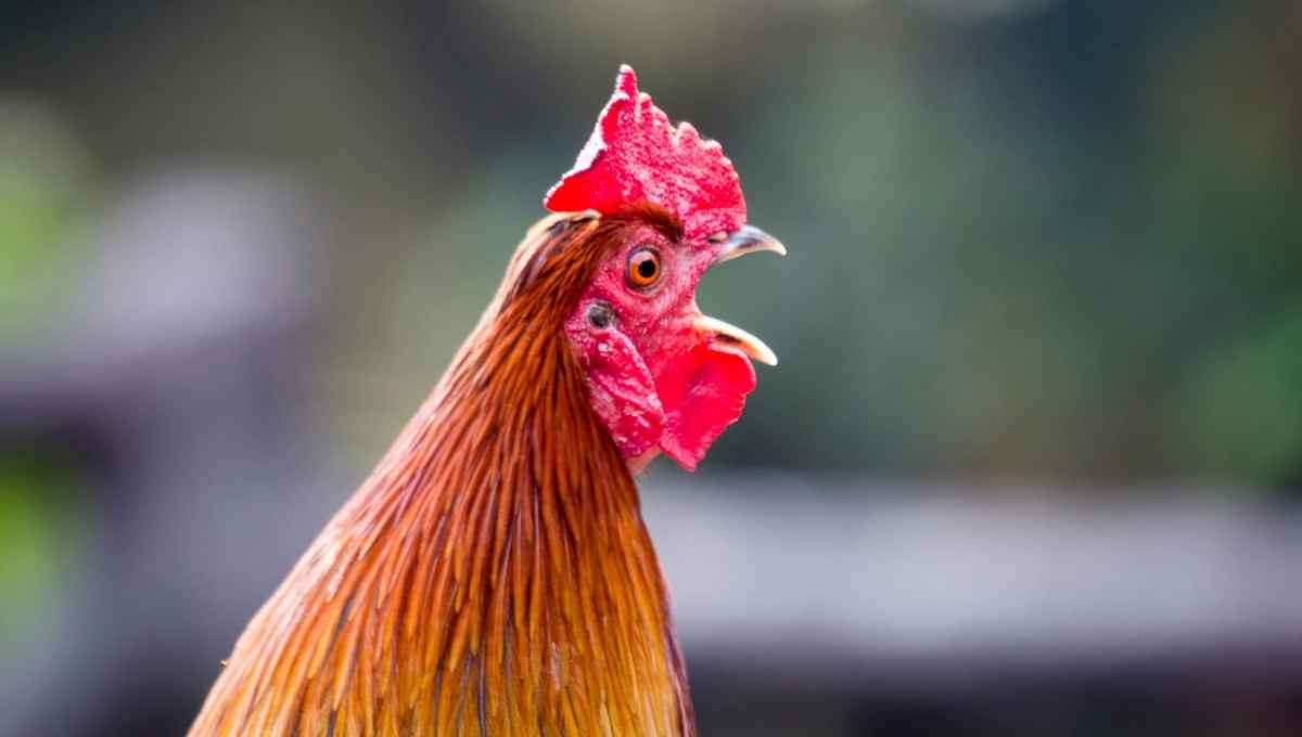 Nếu nửa đêm gà gáy, thường là có những tình huống này, như kẻ trộm hoặc chồn vào nhà, động đất (gà, chó mèo có thể dự đoán trước động đất), biến đổi vi sinh vật,...