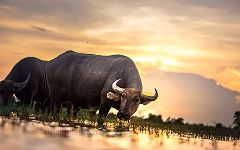 Những người tuổi Sửu nên tự mình nắm bắt lấy cơ hội trời cho này để xây dựng phát triển những thành tựu cho bản thân mình. Cuộc sống của những người tuổi Sửu sẽ nhờ đó có nhưng chuyển biến tích cực hơn. ‏ (Thông tin chỉ mang tính chất tham khảo, chiêm nghiệm)