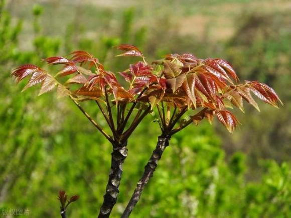 “Cay am khong trong nha, cay duong khong trong mo ma”, vi sao?-Hinh-6