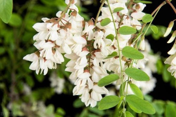 “Cay am khong trong nha, cay duong khong trong mo ma”, vi sao?-Hinh-3