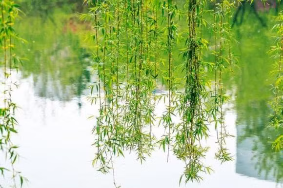 “Cay am khong trong nha, cay duong khong trong mo ma”, vi sao?-Hinh-2