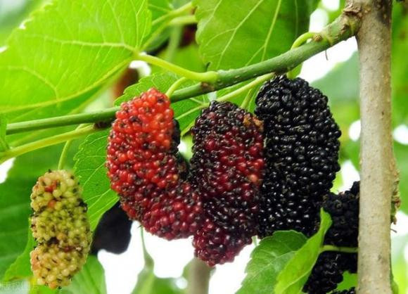 “Cay am khong trong nha, cay duong khong trong mo ma”, vi sao?