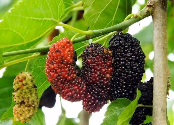 “Cay am khong trong nha, cay duong khong trong mo ma”, vi sao?