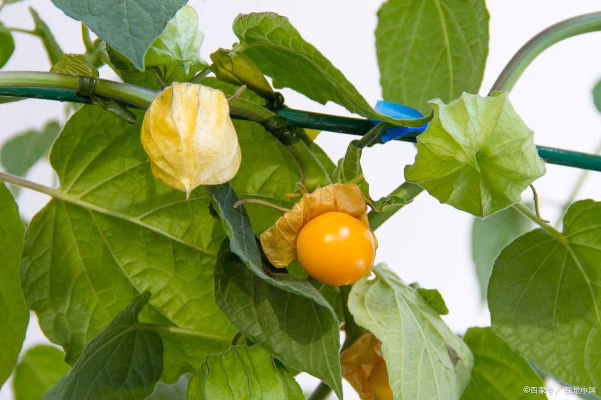 Loai qua moc dai o nhieu mien que hoa ra lai cuc bo duong-Hinh-2