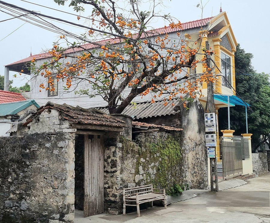 Cac cu dan trong loai cay nay truoc cua nha, con chau doi doi huong phuc