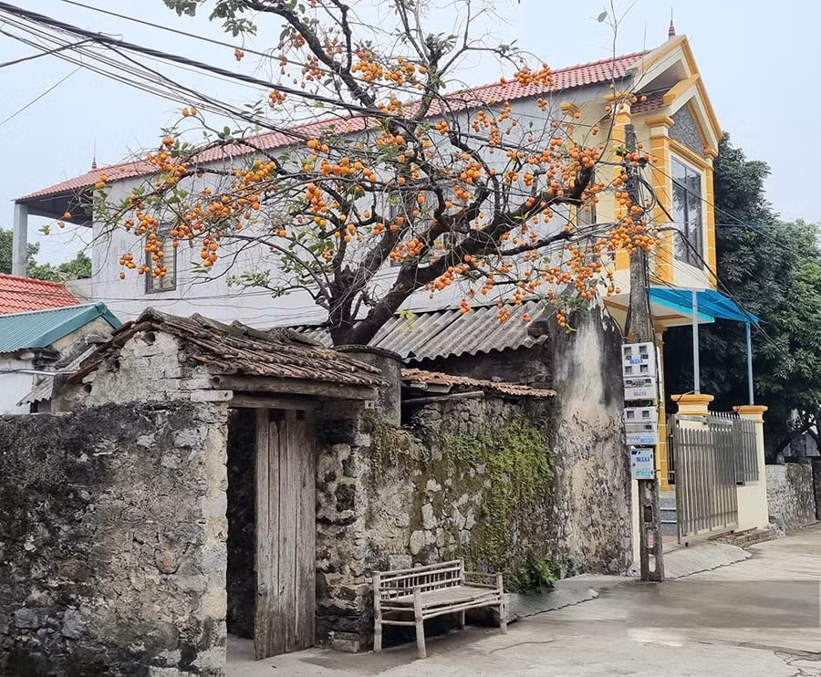 Cac cu dan trong loai cay nay truoc cua nha, con chau doi doi huong phuc