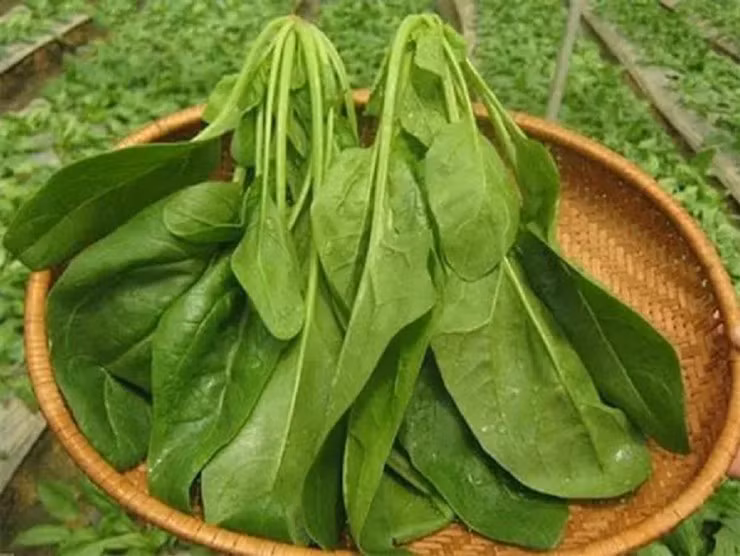 Loai rau giau dinh duong nhat hanh tinh, Viet Nam ban re nhu cho