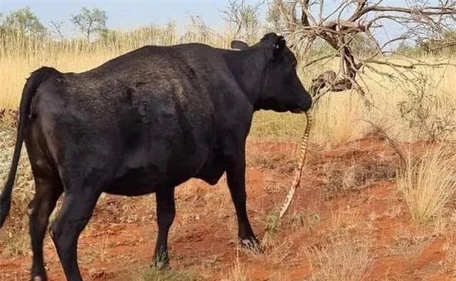 Dieu gi khien chuyen gia thot len 'suy thoai ban nang' cua con nguoi la tot