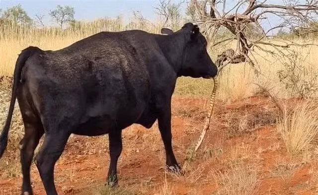 Dieu gi khien chuyen gia thot len 'suy thoai ban nang' cua con nguoi la tot