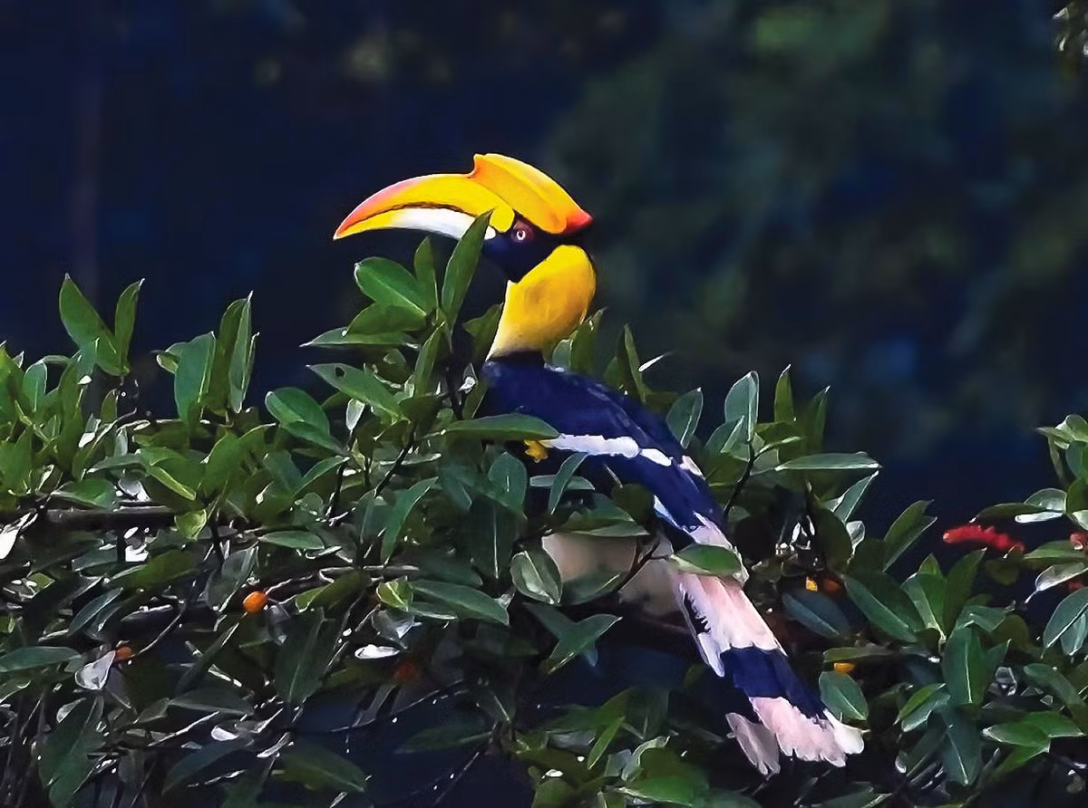 Can canh rung hoang da Cat Tien lon nhat Tay Nguyen-Hinh-6