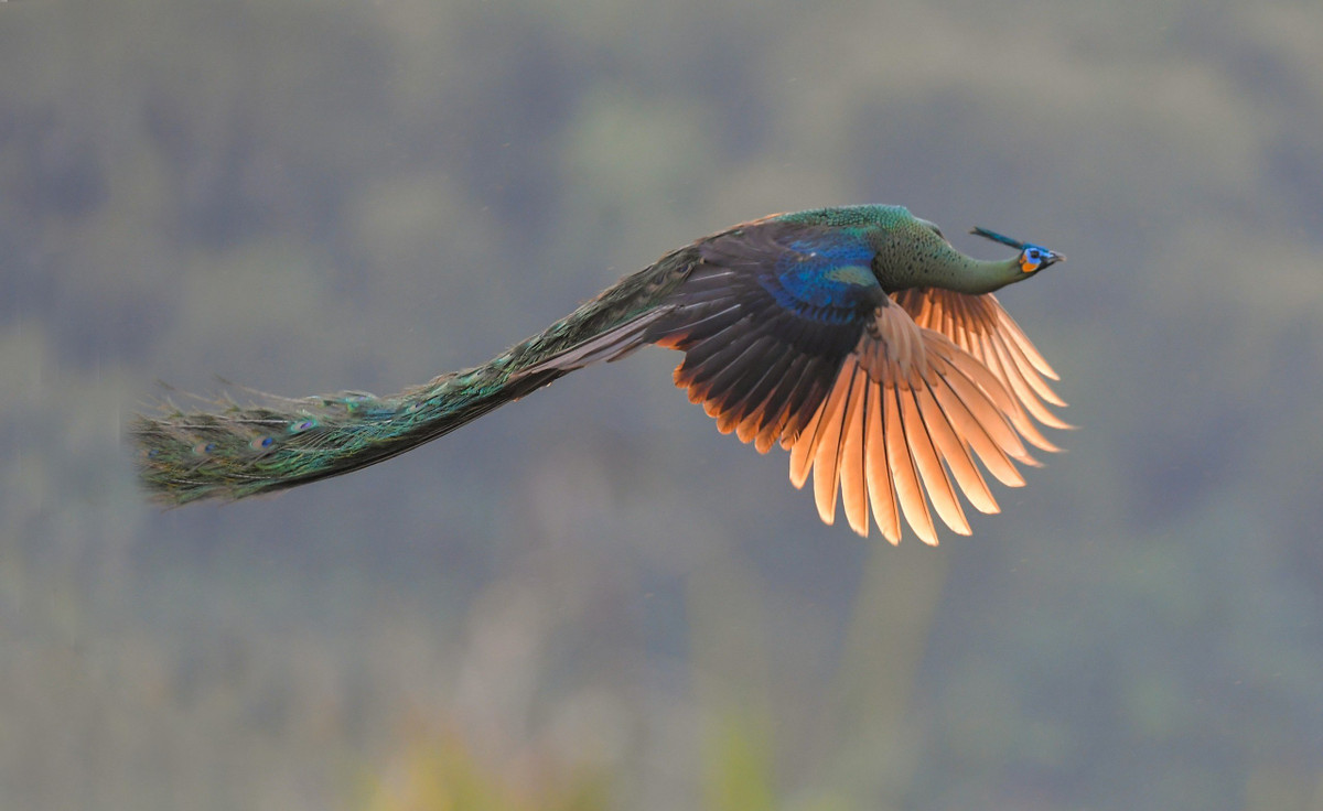 Can canh rung hoang da Cat Tien lon nhat Tay Nguyen-Hinh-7