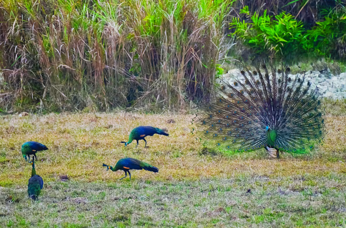 Can canh rung hoang da Cat Tien lon nhat Tay Nguyen-Hinh-2