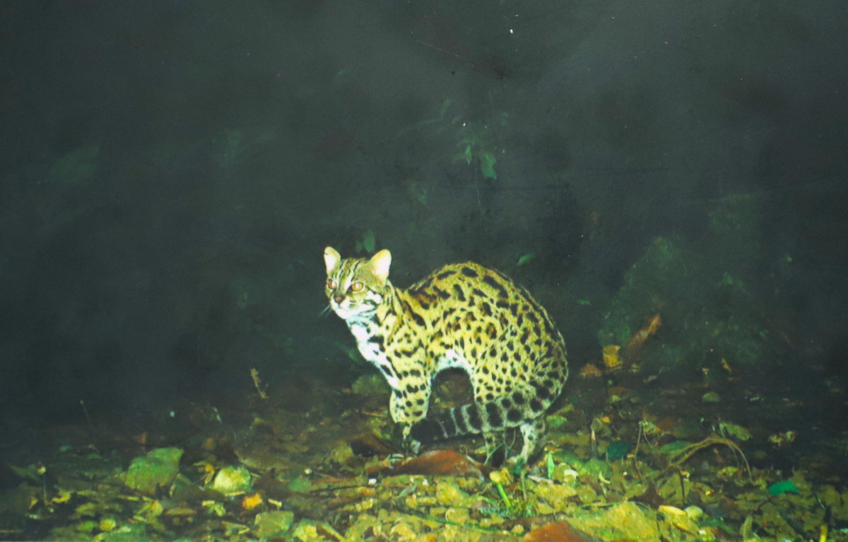 Can canh rung hoang da Cat Tien lon nhat Tay Nguyen-Hinh-10