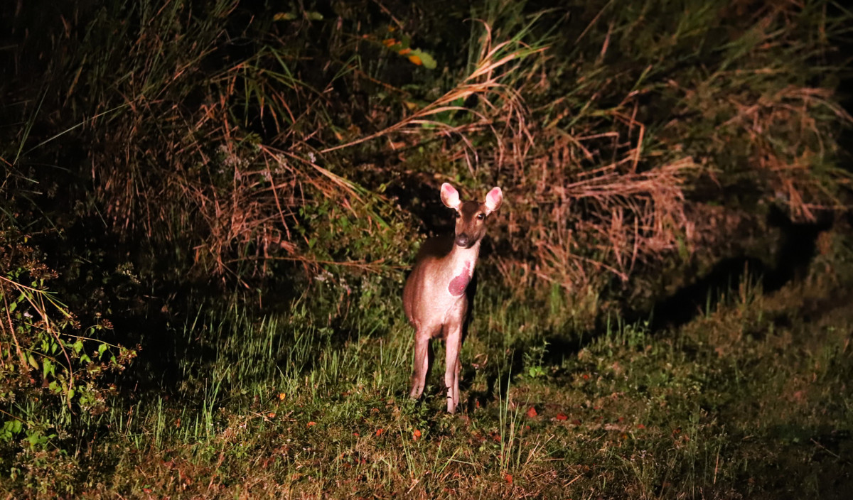 Can canh rung hoang da Cat Tien lon nhat Tay Nguyen-Hinh-9