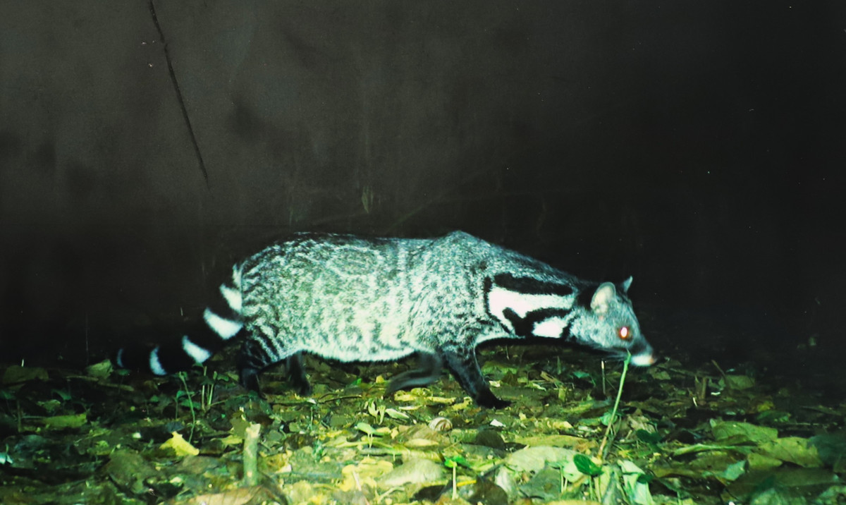 Can canh rung hoang da Cat Tien lon nhat Tay Nguyen-Hinh-11